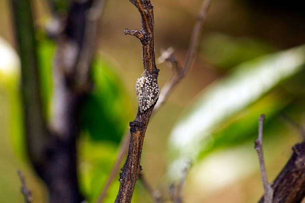 A close-up of egg masses (called ovisacs) of Mealybugs at a citrus plant stem at a backyard in Sydney, NSW, Australia (Photo by Tara Chand Malhotra)