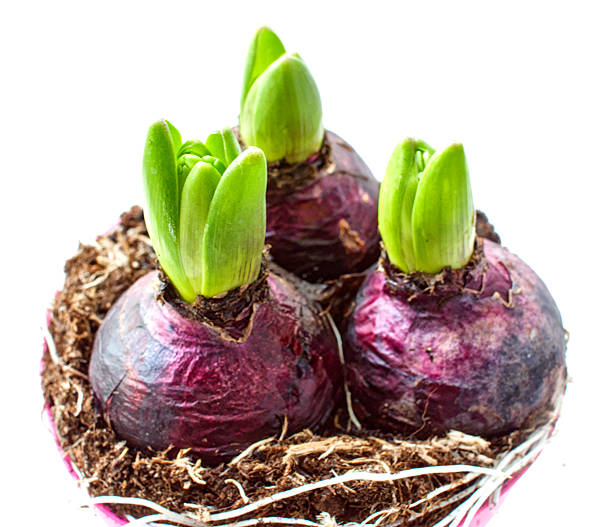Three Young Hyacinths Growing From Bulbs In A Clear Square Glass Dish Or Vase On The Table.