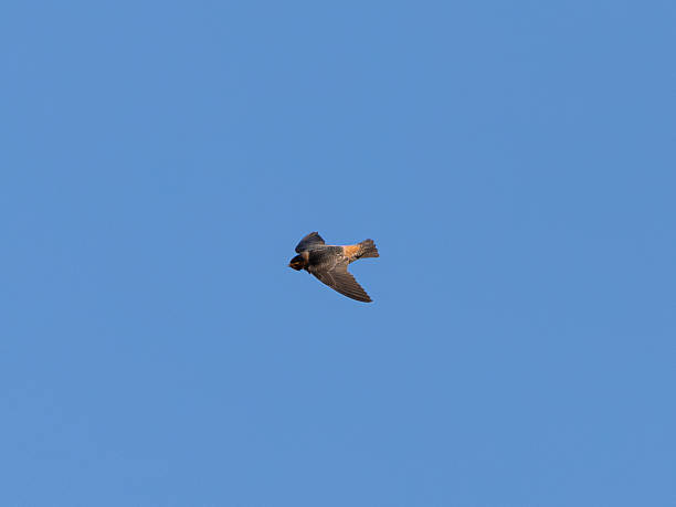istock Close-up of a barn swallow flying 2246860407