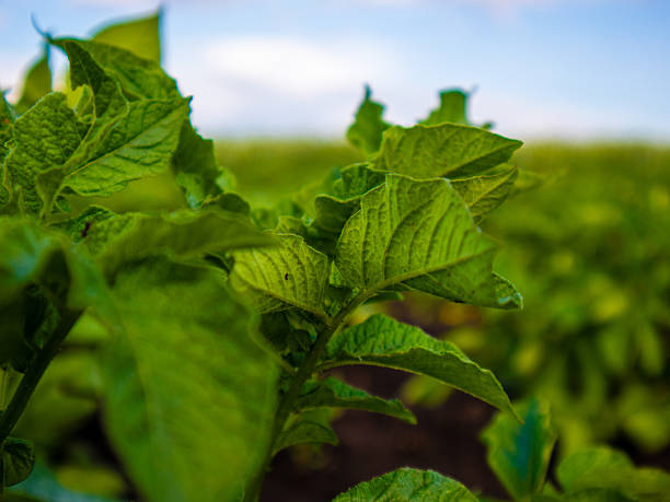 istock Green Potato Leaves Thrive in Bright Sunlight 2246860581