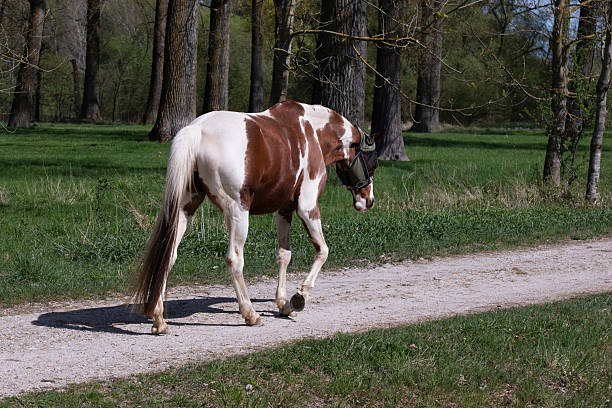 A white horse with brown patches walks along a dirt path in a lush forest. Calm natural setting with greenery and soft light, perfect for nature, animals, and outdoor photography.
