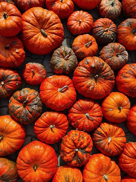 ocean of red fresh harvested pumpkins of different size presented in sunny autumn weather