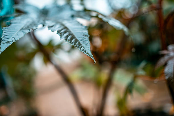 Close-up of a serrated green leaf with a single dew drop at its tip. Soft, blurred background evokes calm nature, freshness, and morning moisture on foliage.