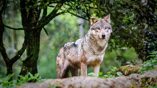 istock Curious gray wolf prowling in the forest 2246864561