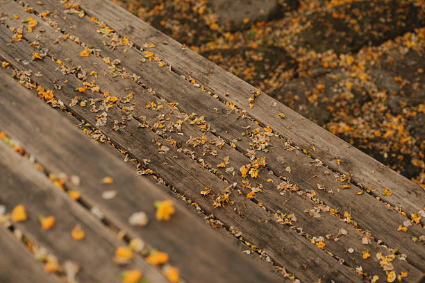 Close-up view of scattered yellow and brown petals resting on aged wooden planks. The image captures the texture of worn wood combined with natural autumn-like debris, creating a rustic and peaceful outdoor scene. Ideal for themes related to nature, seasons, texture, background elements, and organic environments.