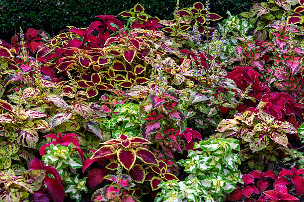 istock Flowers at Hyde Park, Sydney, Australia 2246869138