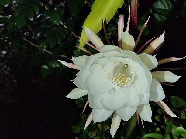 Beautiful queen of the night blooming at night