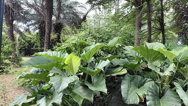 istock Giant Tropical Leaves in Foreground with Dense Forest Background 2246873374
