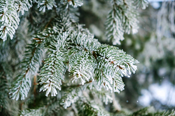istock Spruce tree branches covered with white hoarfrost closeup. Frozen plant side view. Winter season. Forest details. Beauty in nature. Frosty sunny weather day. Atmospheric mood. New Year holiday symbol 2246873460