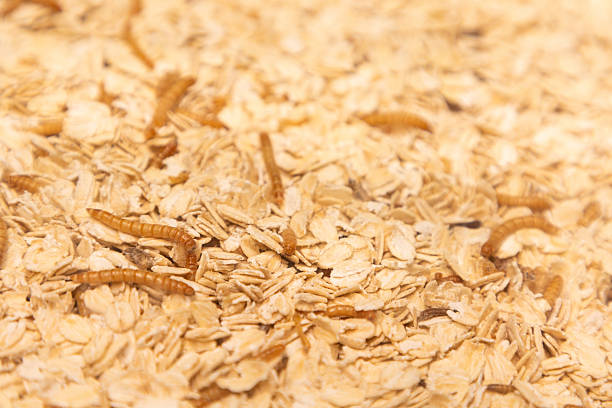 istock Close-up of oats and mealworms showcasing sustainable protein source 2246874328