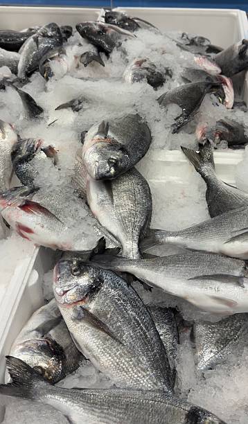 istock Fish Displayed in Icy Bins. 2246875518