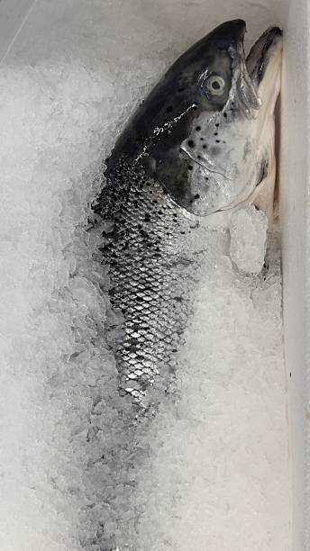 istock Fish Displayed in Icy Bins. 2246875566