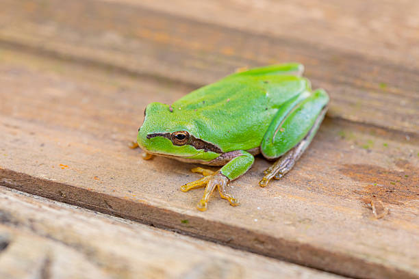 European green tree frog sitting on human arm. Hyla cinerea. Close-up