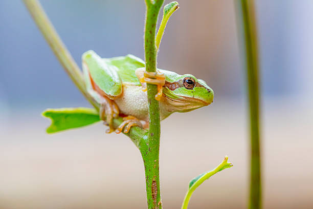 istock Mediterranean tree frog (Hyla meridionalis) on avocado tiny tree, in the urban garden, best pest control. 2246876103