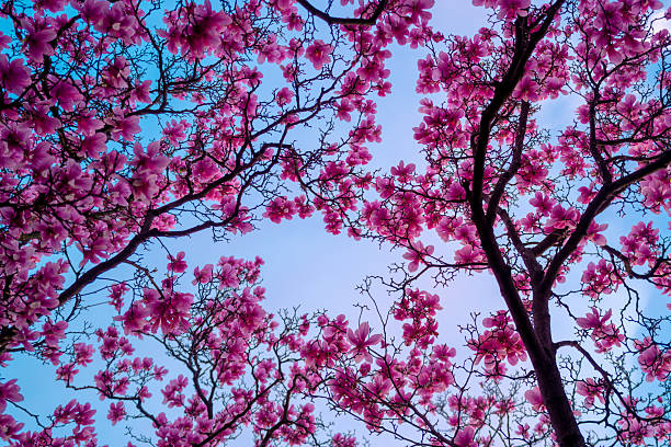 istock Blossom magnolia flower. Magnolia flowers. Spring background. 2246876204