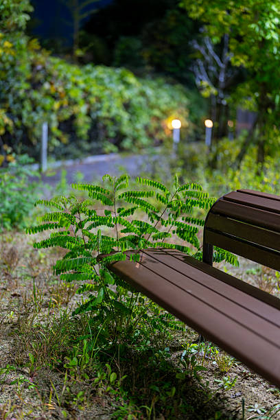 istock Lonely park bench creating an image of isolation and solitude 2246878237