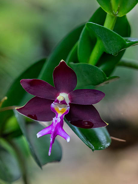 istock Dark Phalaenopsis Orchid with Violet Lip 2246878258