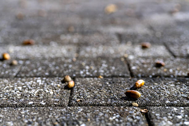 Close up of small acorns fallen on gray stone blocks
