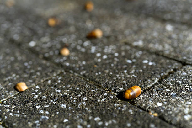 Close up of small acorns fallen on gray stone blocks