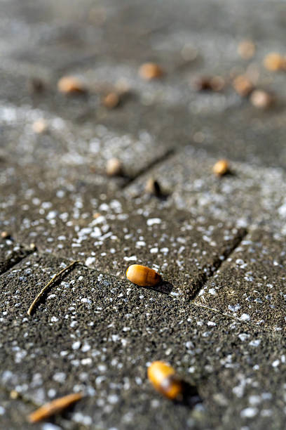 Close up of small acorns fallen on gray stone blocks