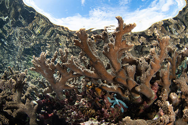 istock A Shallow Coral Reef Grows Near Ambon, Indonesia 2246879365