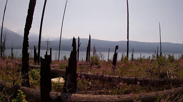 Burned Trees with Purple Flowers and Lake