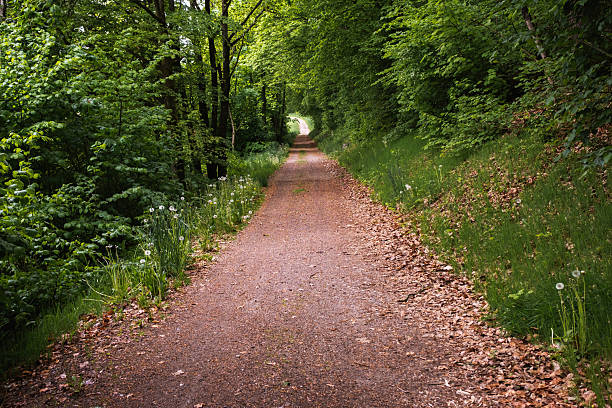 A scenic cycling path runs along natural dirt terrain surrounded by forest and open meadows. Peaceful outdoor setting perfect for biking, nature walks, and countryside recreation.