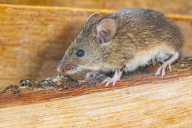 istock Rattus norvegicus - Brown rat young specimen. 2246880794