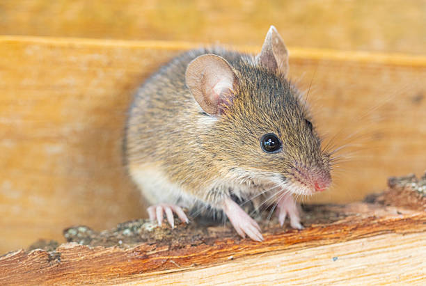 istock Rattus norvegicus - Brown rat young specimen. 2246880803