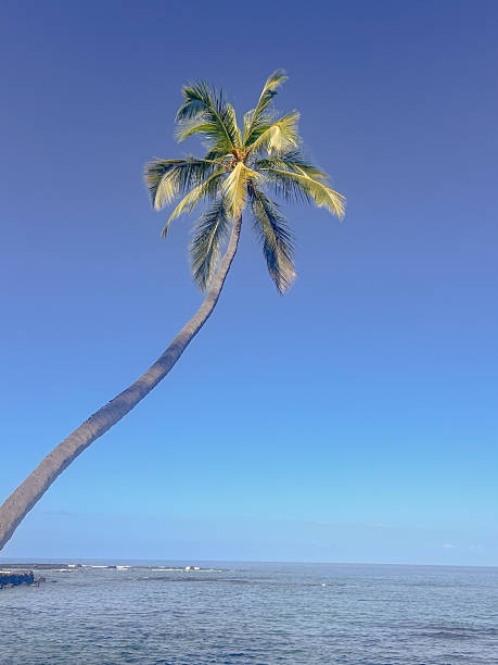 A palm tree stretches out across the open ocean
