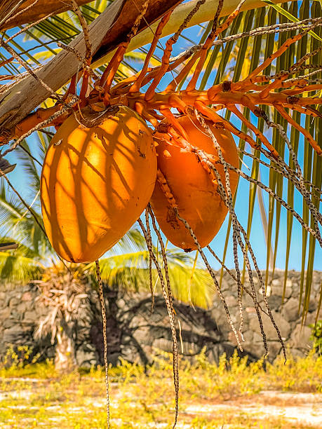 Coconuts Hanging from Tree