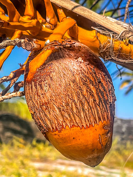 Coconut Hanging from Tree
