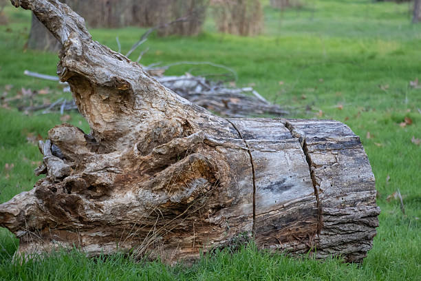 massive piece of dead, decaying, and cut log lying on vibrant green grass, featuring rough textures and visible cracks against a soft bokeh background