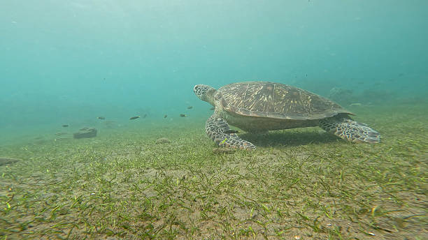 istock Green Turtle in Sea Grass 2246883920