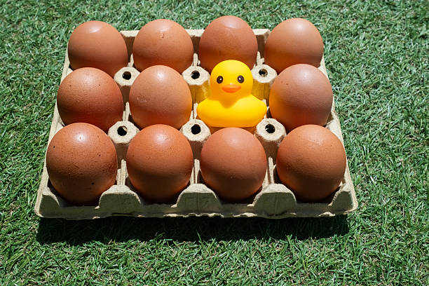Yellow rubber duck stands among eleven brown eggs in a cardboard carton on green grass, symbolizing individuality, standing out, nonconformity and creative leadership