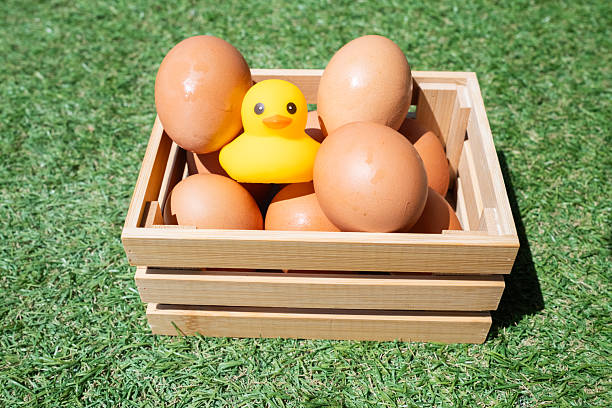 Yellow rubber duck stands out among brown eggs in a wooden crate on green grass, playful metaphor for individuality, leadership, innovation and being the unexpected odd one out