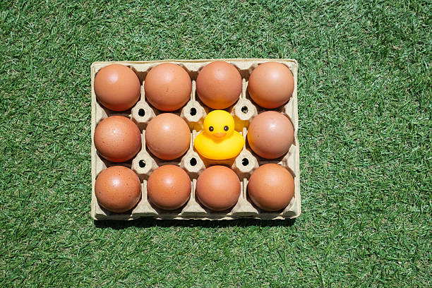Yellow rubber toy duck standing out among brown eggs in a cardboard carton, symbolizing individuality, uniqueness, and being different from the crowd in a natural outdoor setting with green grass