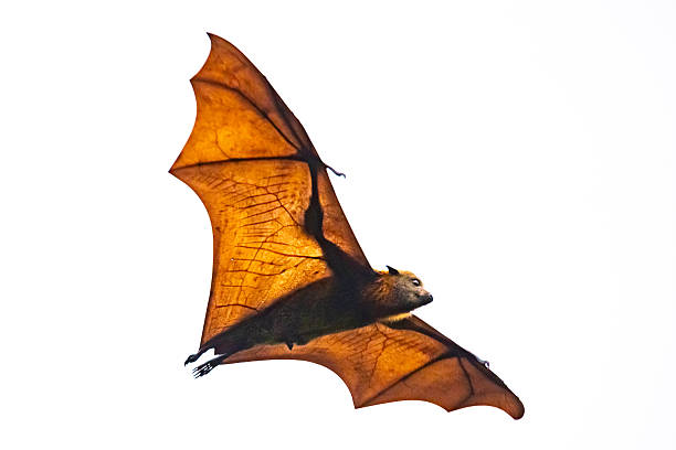 istock A flying fox (Pteropus spp.) soaring overhead, isolated against a white background with sunlight illuminating the delicate membrane of its outstretched wings 2246884461