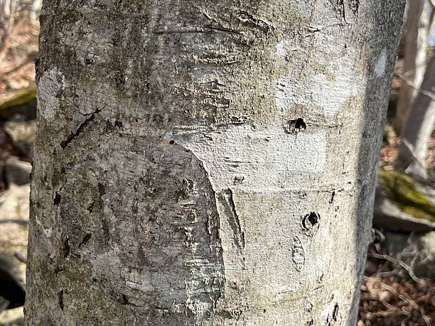 istock Subtle Claw Marks of the Asian Black Bear on a Beech Trunk 2246886434