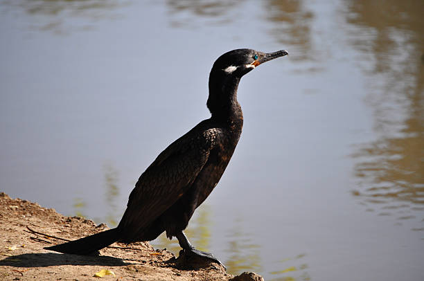 istock Yeco duck on the lake shore, Cormorant (Phalacrocorax olivaceus) 2246888807