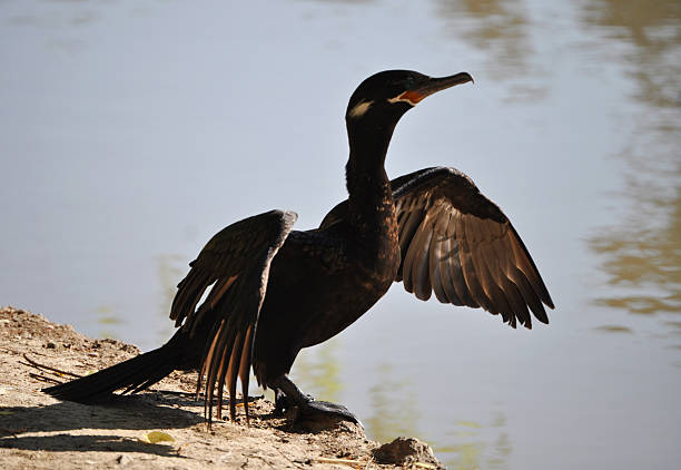 istock Yeco Duck with open wings, Cormorant (Phalacrocorax olivaceus) 2246888808