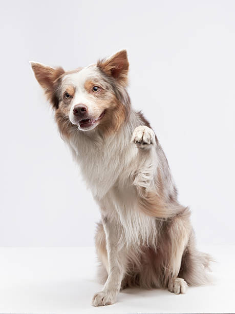 istock Border Collie head tilt in studio 2246889748