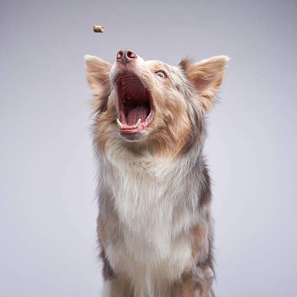 istock Border Collie with bright eyes in a studio 2246889753