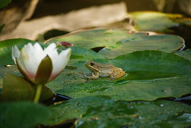 istock isolated frog with water lily 2246891897