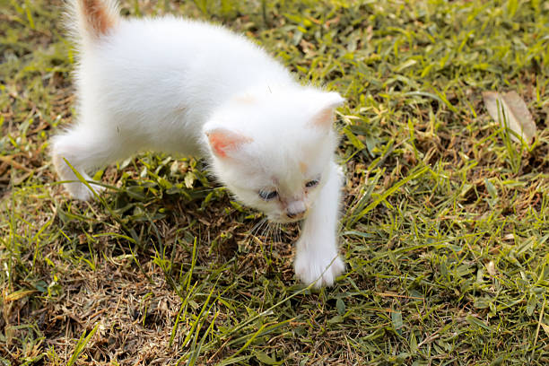 istock Curious kitten explores the outdoors stepping onto vibrant green grass 2246893061