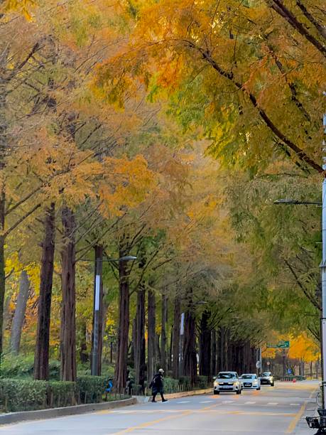 istock A tree-lined avenue of maple leaves 2246895675