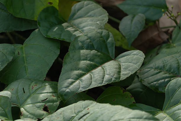 istock Dark green heart-shaped leaves texture background 2246901459