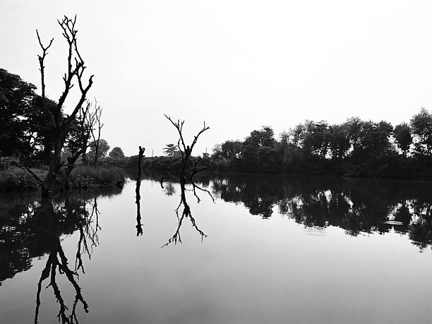 Black and white landscape of dead trees reflecting in a still river against a dense forest background