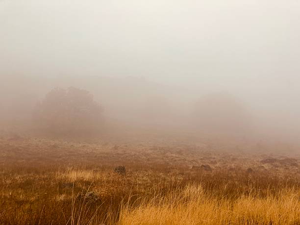 istock Oak trees in fog 2246904556