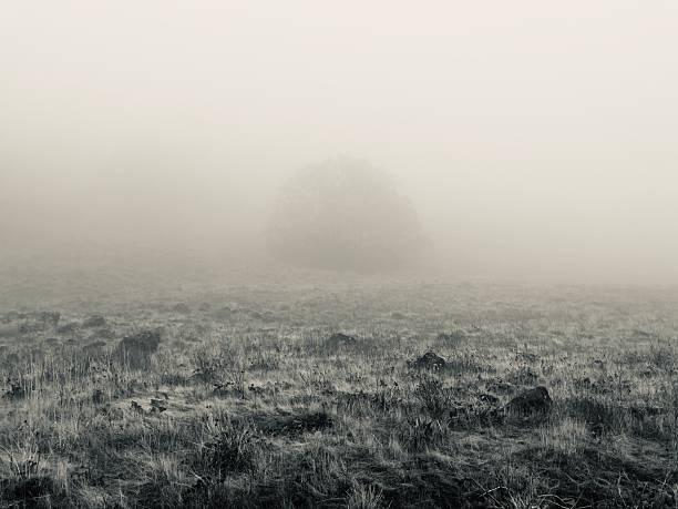 Rural landscape